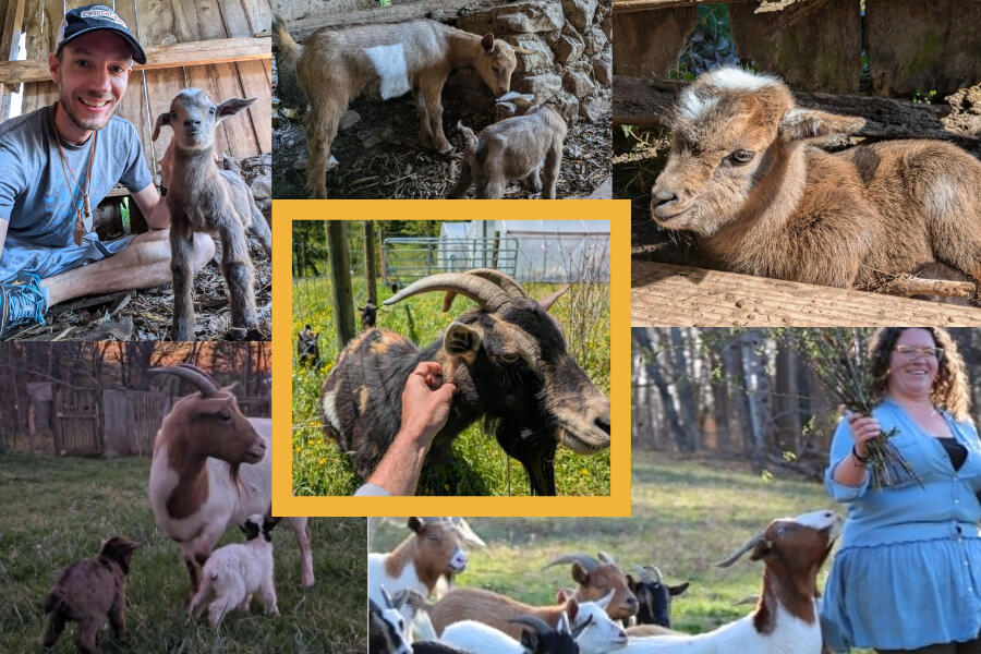 Goats on the farm