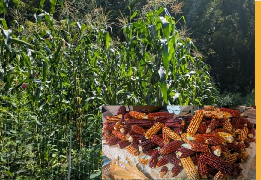 Corn grown on the farm