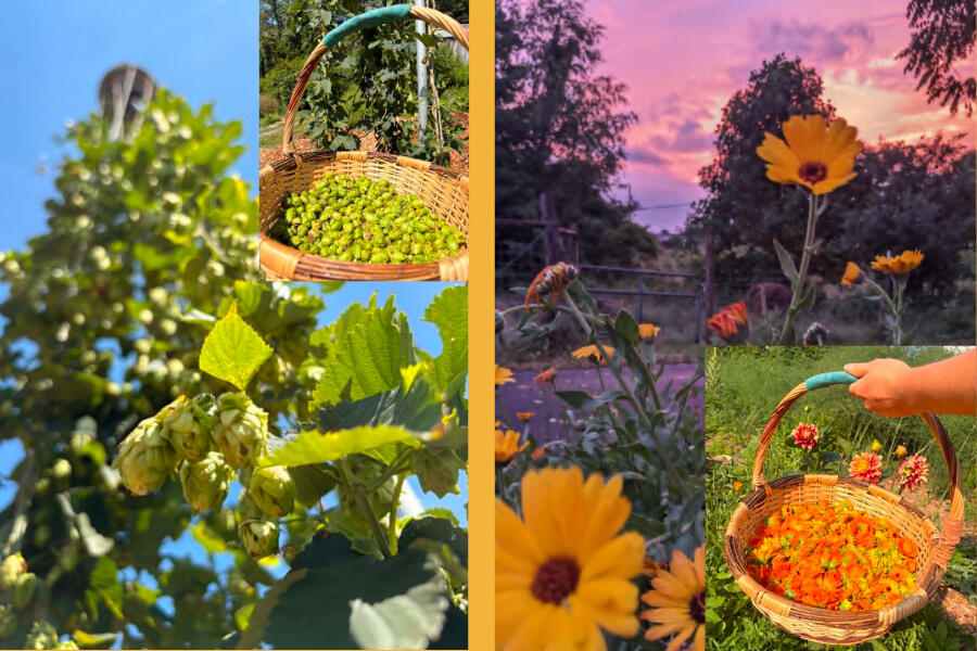 Hops and Calendula